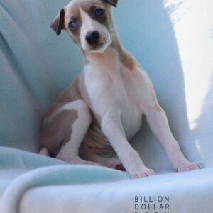 IMG_0434_BillionDollarBaby_2