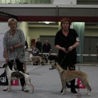Sloop und Kelly beim stechen um das JugendBOB und zwei lustige Frauchen dazu:)