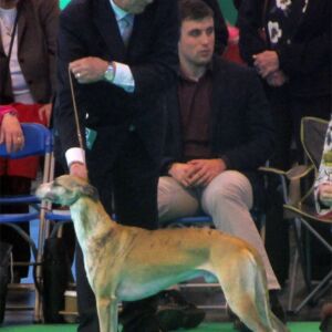 sloop-crufts