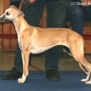 whipcat_quadrille_02
