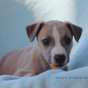 IMG_0305_BoogieWonderland_1