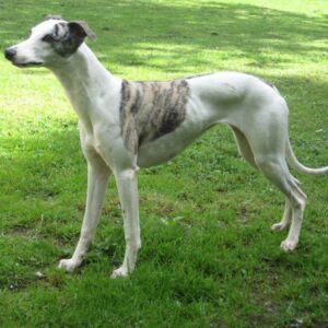 sheelagh1