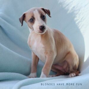 IMG_0448_BlondesHaveMoreFun_2