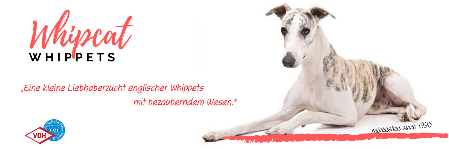 Whipcat Whippet Zucht VDH FCI